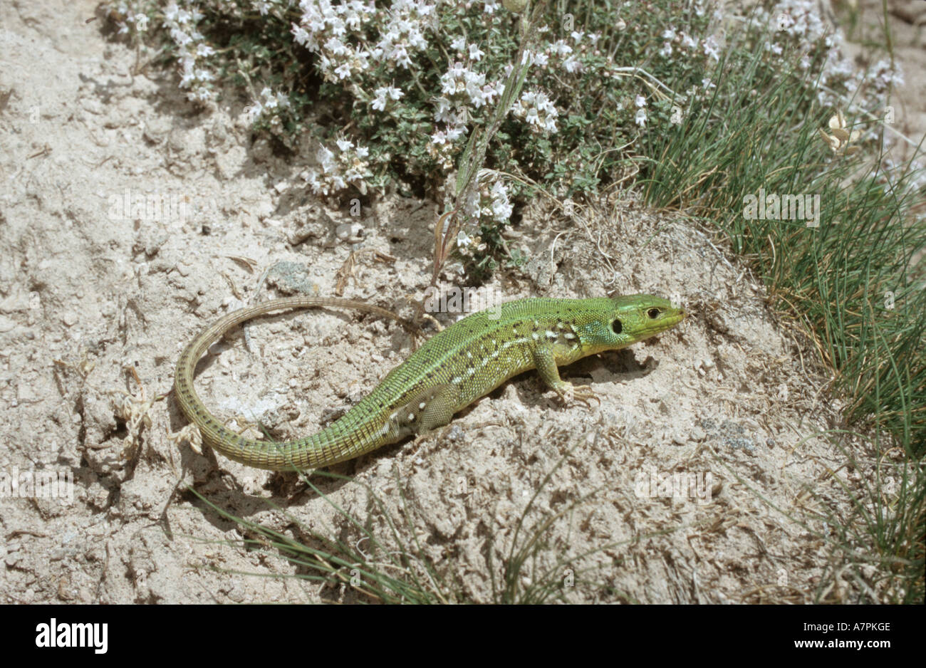 Lucertola verde smeraldo, lizard (Lacerta viridis), ramarro vasca da bagno di sole sulla roccia di tufo Foto Stock