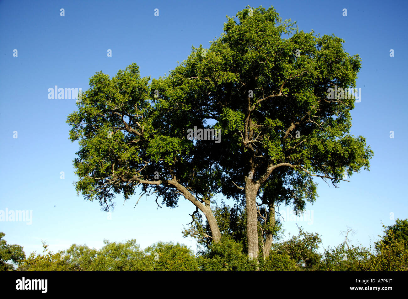 Il profilo di un alto albero Tamboti Spirostachys africana in piedi fuori sopra la vegetazione circostante Sabi Sand Game Reserve Foto Stock