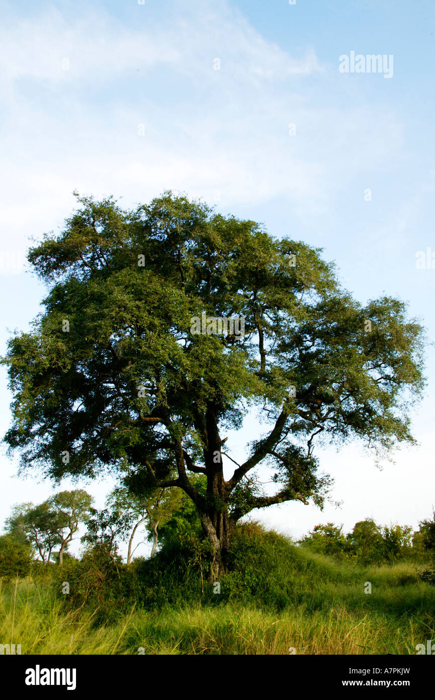 Un albero di jackalberry Diospyros mespiliformis tra alte veld erba nel Lowveld bushveld Sabi Sand Game Reserve Mpumalanga Foto Stock