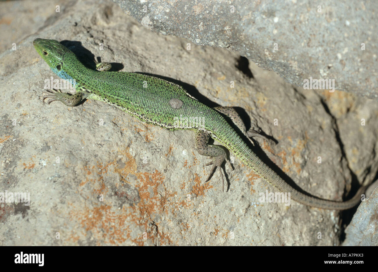 Lucertola verde smeraldo, lizard (Lacerta viridis), ramarro sulle rocce prendere un bagno di sole Foto Stock
