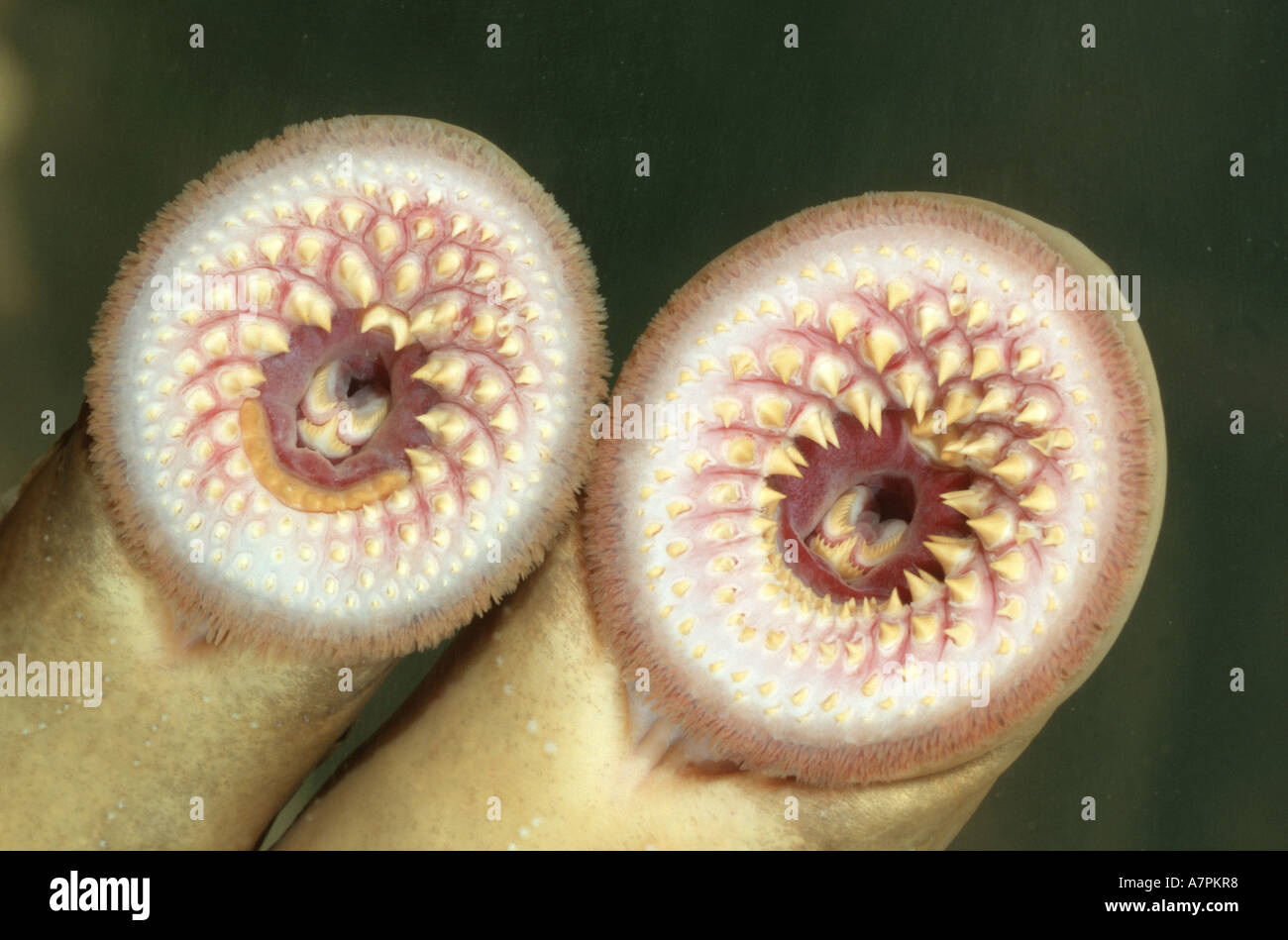 Lampreda di mare (Petromyzon marinus), denti, Germania Foto Stock