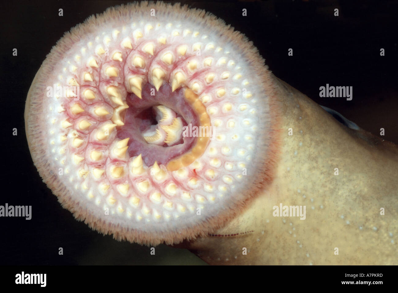 Lampreda di mare (Petromyzon marinus), denti, GERMANIA Baden-Wuerttemberg, Reno Foto Stock