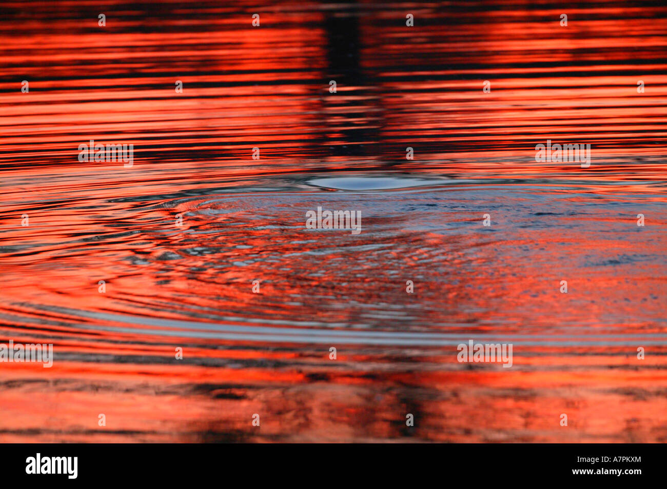 Crimson increspature causati da un ippopotamo sommergendo stesso in un fiume dopo il tramonto con il cielo rosso cremisi riflessi nell'acqua Foto Stock