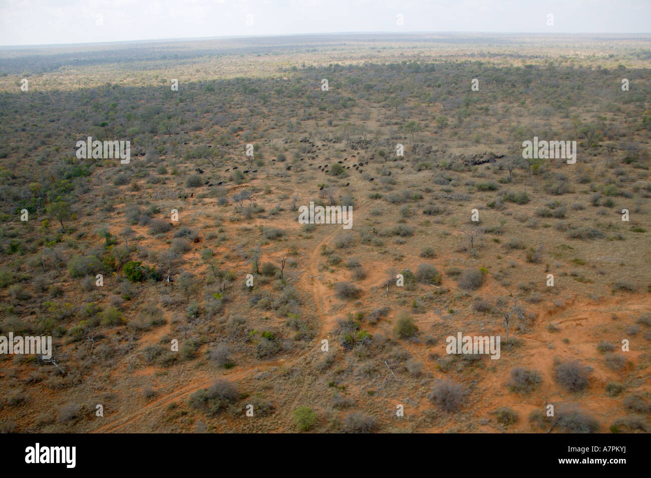 Vista aerea di Bushveld a secco con una grande mandria di bufali africani in esecuzione fuori nella distanza Timbavati Game Reserve Foto Stock