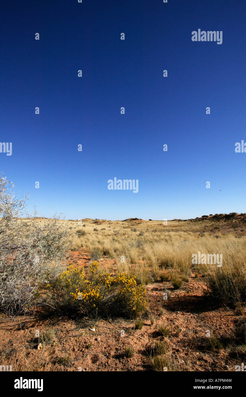 Una vista panoramica della prateria vegetazione nel Kalahari dune di sabbia Kgalagadi Parco transfrontaliero Foto Stock