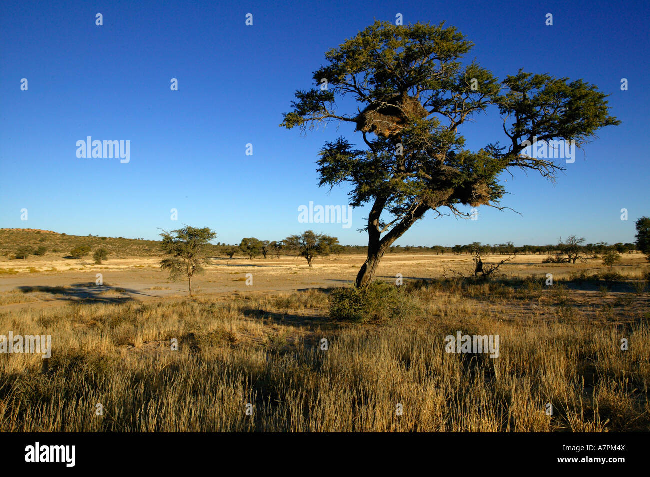 Una scena del Kalahari con un'Acacia erioloba camel Thorn Tree e un socievole tessitori nido contro lo sfondo del secco Nossob Foto Stock