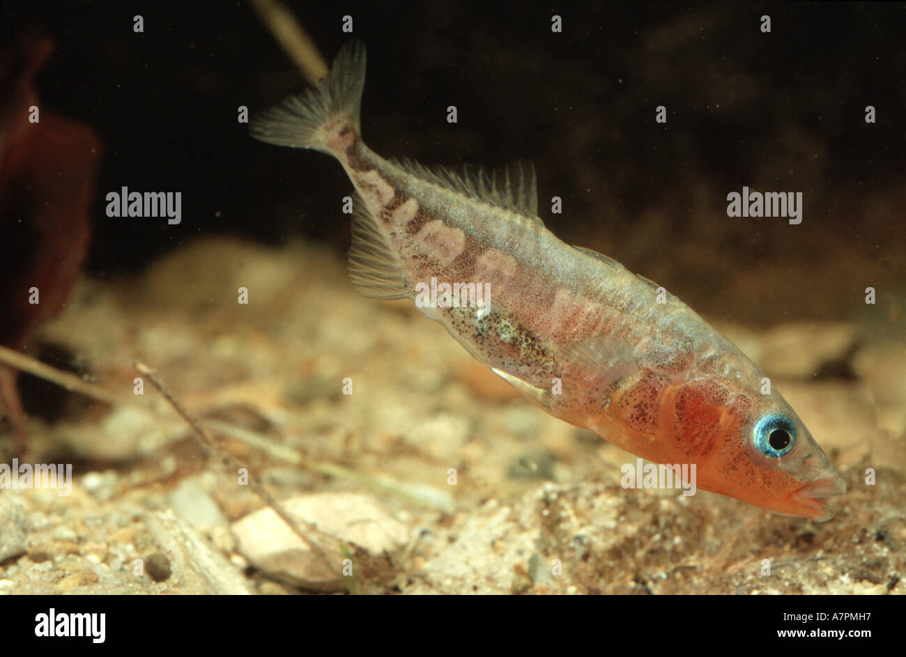 Tre-spined stickleback (Gasterosteus aculeatus), maschio durante la nidificazione, in Germania, in Baviera Foto Stock