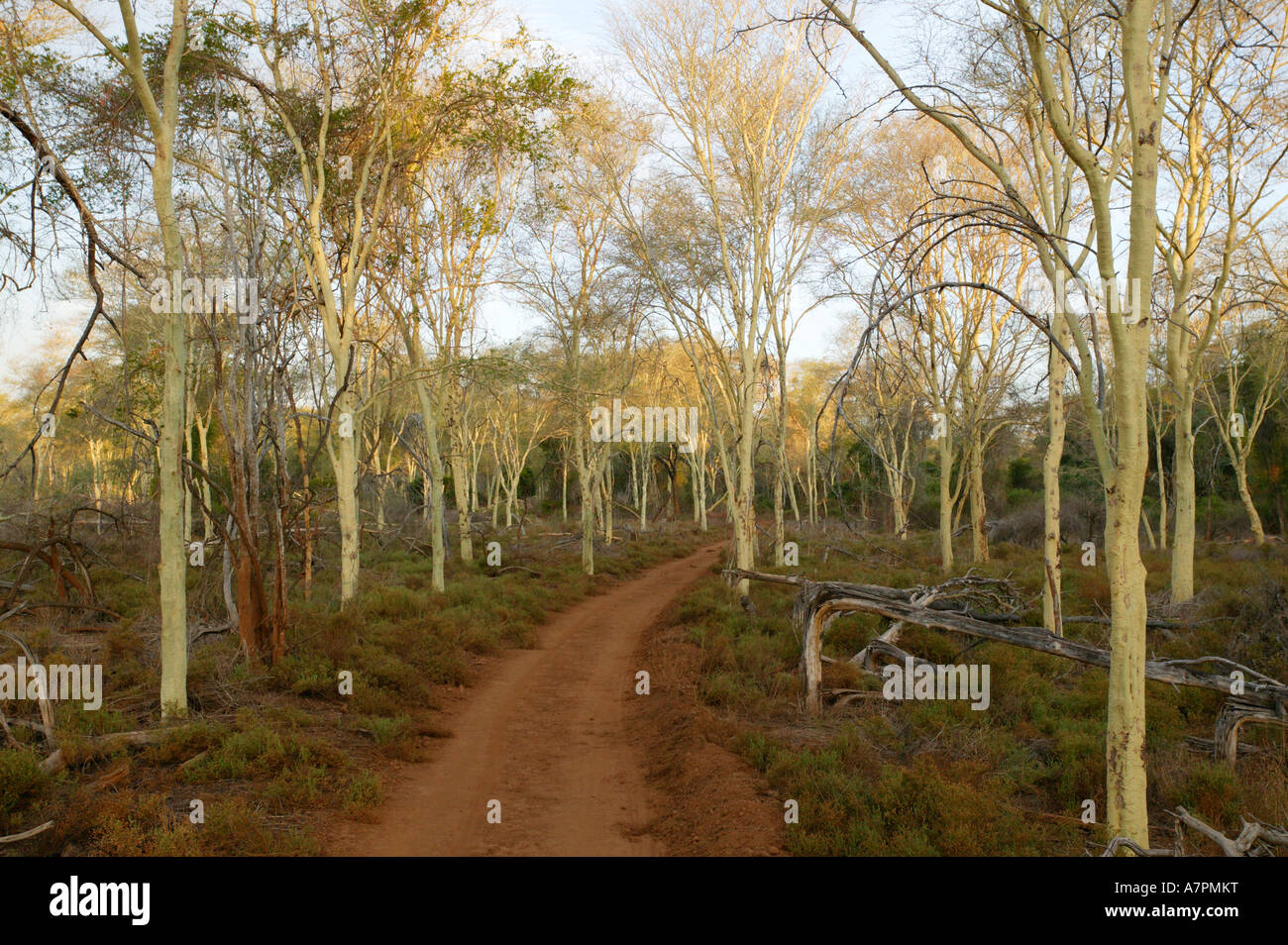 Febbre foresta di alberi di acacia xanthophloea con una strada sterrata serpeggiante attraverso di esso Makuleke concessione Parco Nazionale Kruger Foto Stock