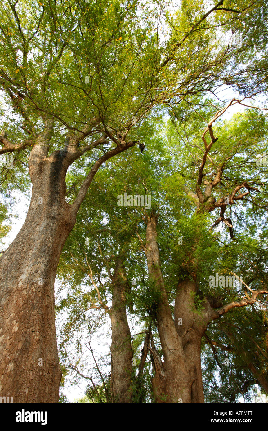 Vista da sotto alti alberi di Nyala Xanthocercis zambesiaca sulle rive del fiume Luvuvhu Makuleke concessione Foto Stock