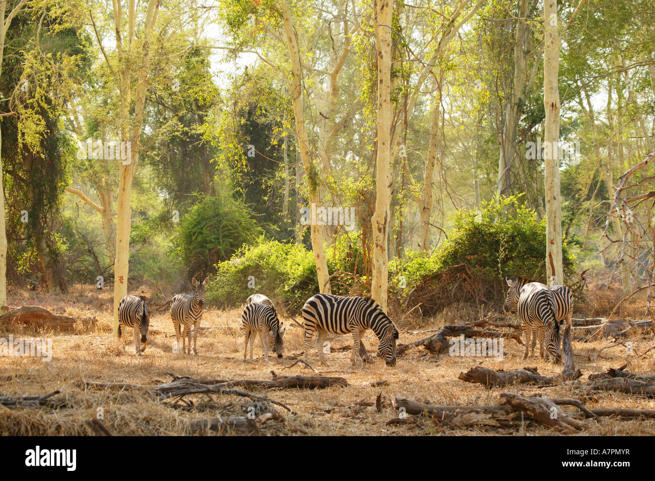 Burchells zebre al pascolo in una febbre foresta di alberi di acacia xanthophloea sulla cassa di espansione adiacente al fiume Luvuvhu Foto Stock