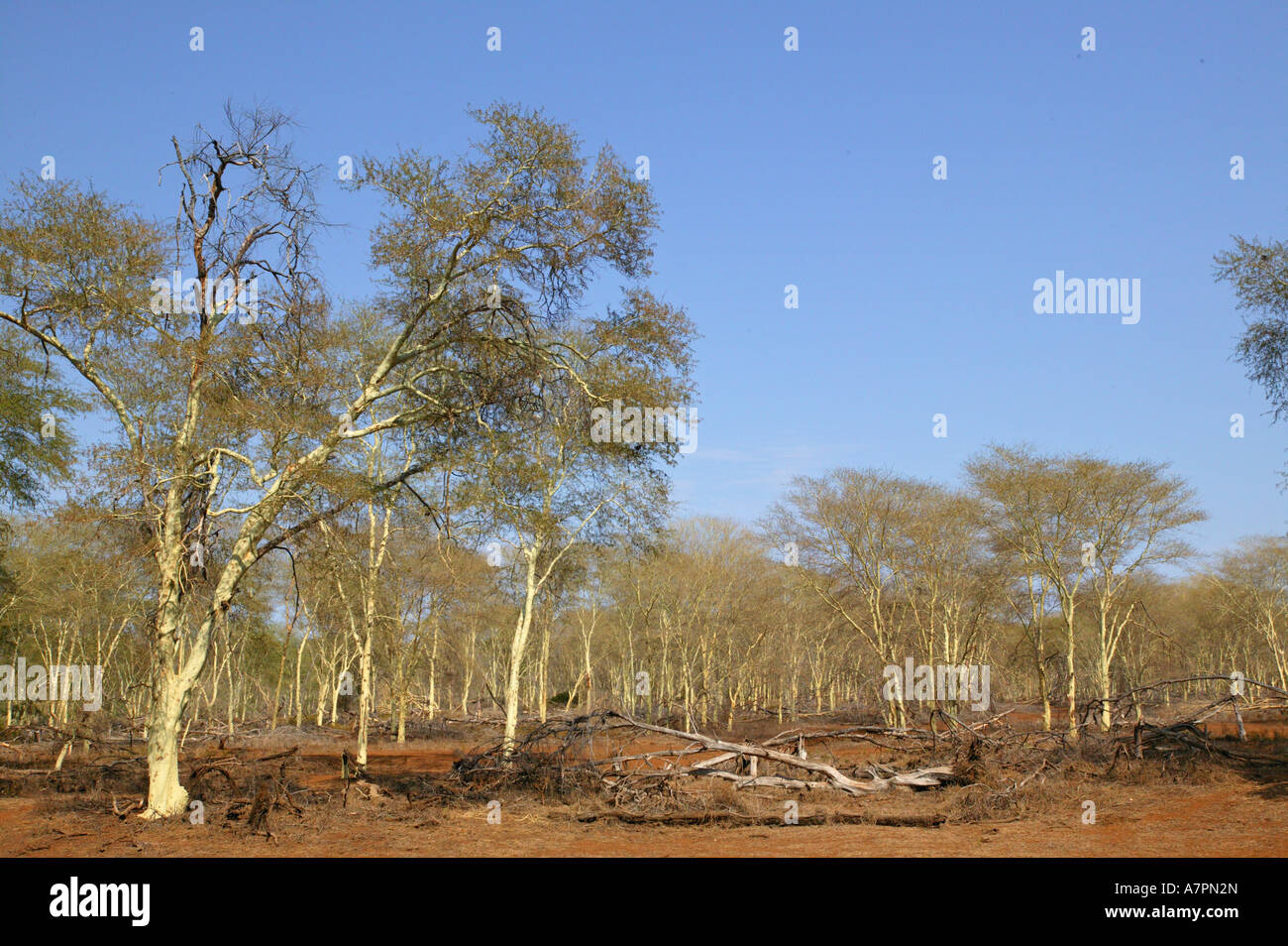 Una febbre estesa foresta di alberi di acacia xanthophloea sulla cassa di espansione adiacente al fiume Luvuvhu Kruger National Park Foto Stock