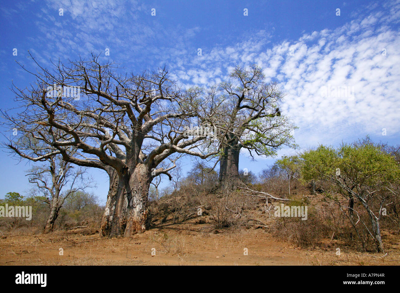 Alberi di baobab Adansonia digitata crescente nelle acque del fiume Limpopo valley Makuleke concessione Parco Nazionale Kruger Foto Stock