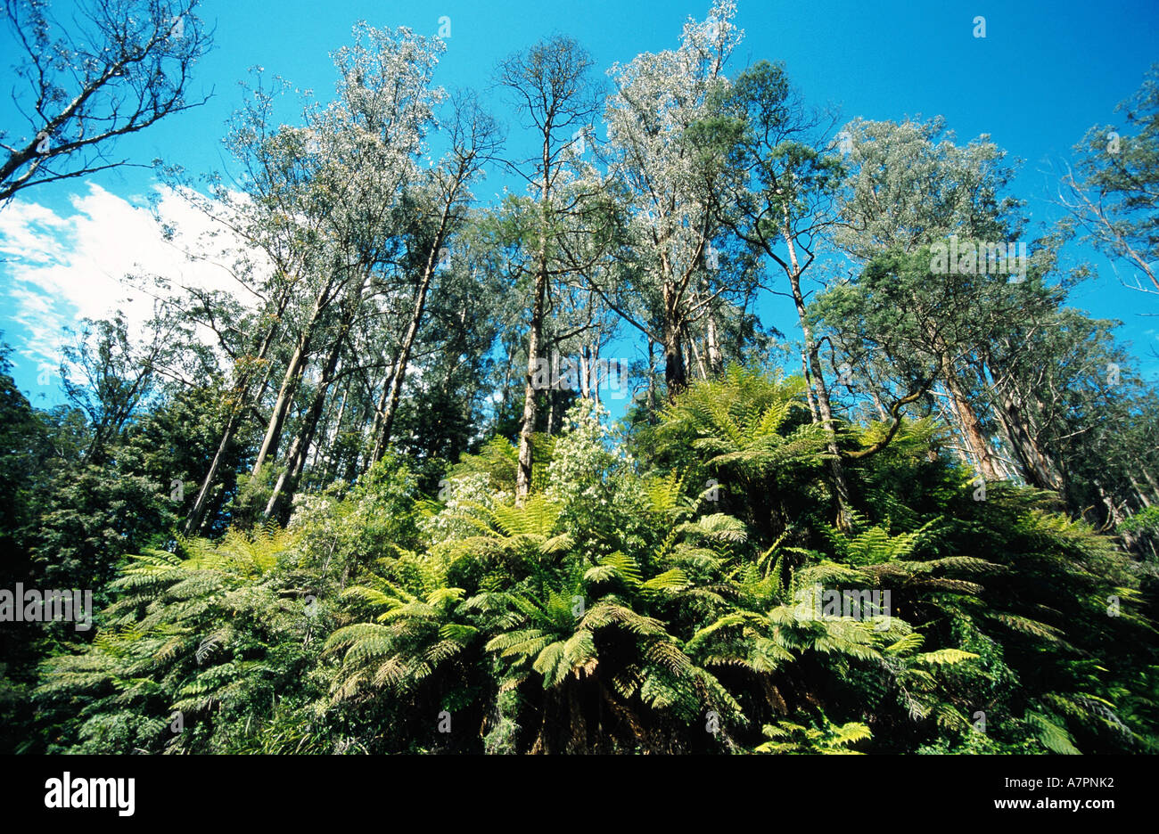 Monte Ceneri, Vittoriano cenere (Eucalyptus regnans), è detto di essere il più alto di specie vegetali del mondo, bordo della foresta con fer Foto Stock