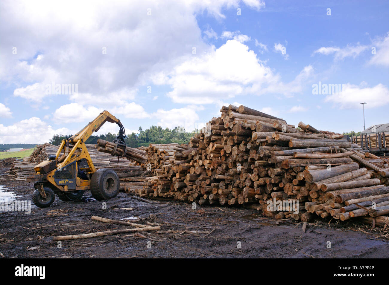 Un server di inoltro il sollevamento di un fascio di registri in un registro ferroviaria cantiere Graskop Mpumalanga in Sudafrica Foto Stock