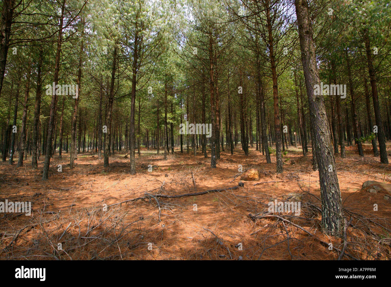 Una foresta di pini plantation con un tappeto di color ruggine aghi di pino tra Belfast e Dullstroom Mpumalanga in Sudafrica Foto Stock
