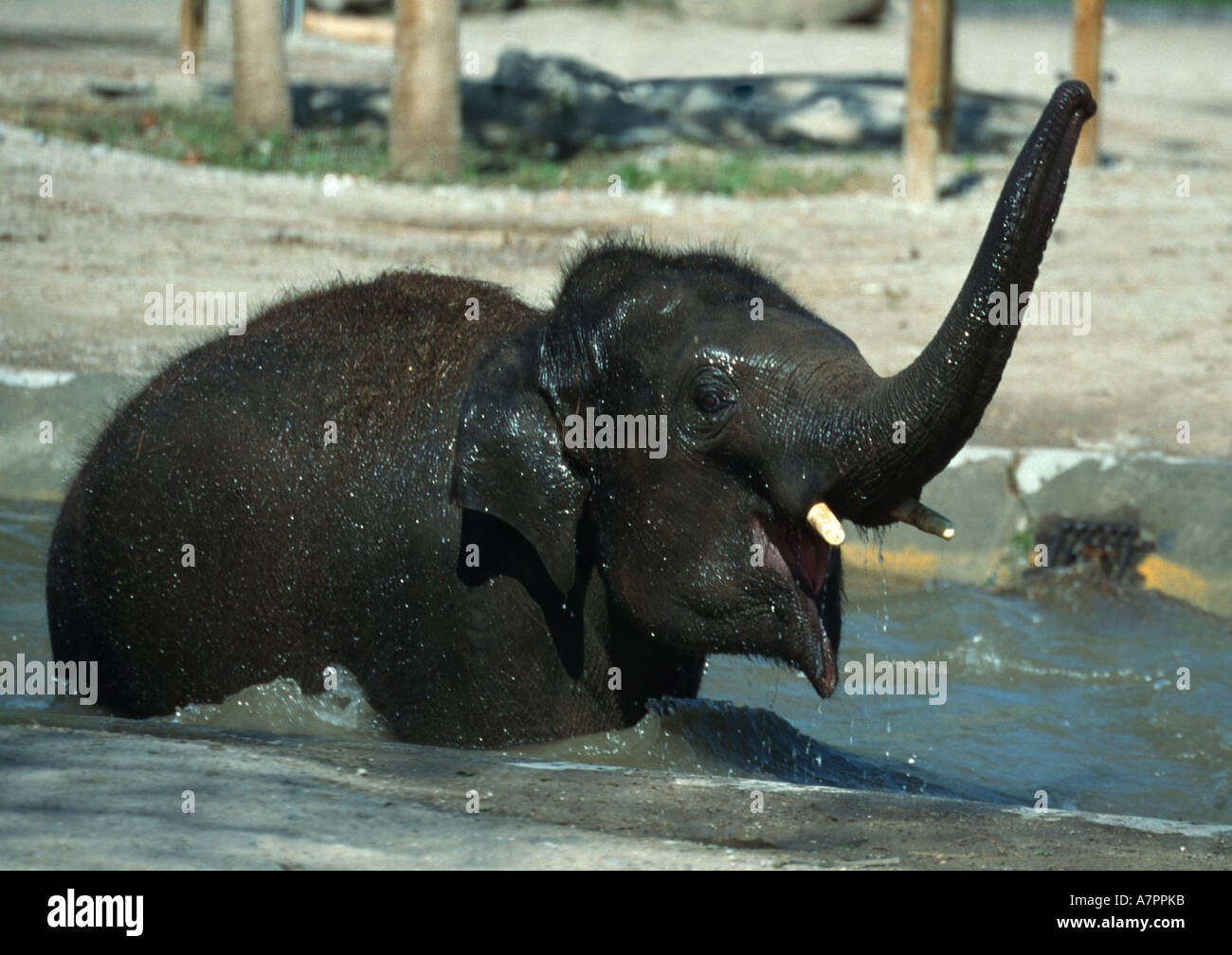 Elefante africano (Loxodonta africana), giovani, balneazione Foto Stock