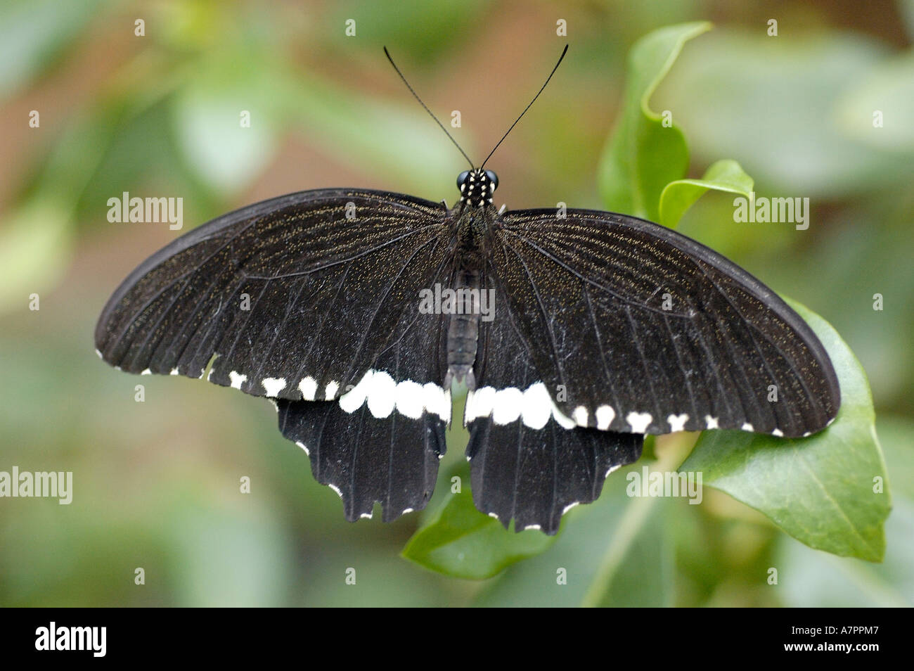 Papilio thoas, a coda di rondine, Papilionidae seduti su un congedo con diffusione di ali Foto Stock