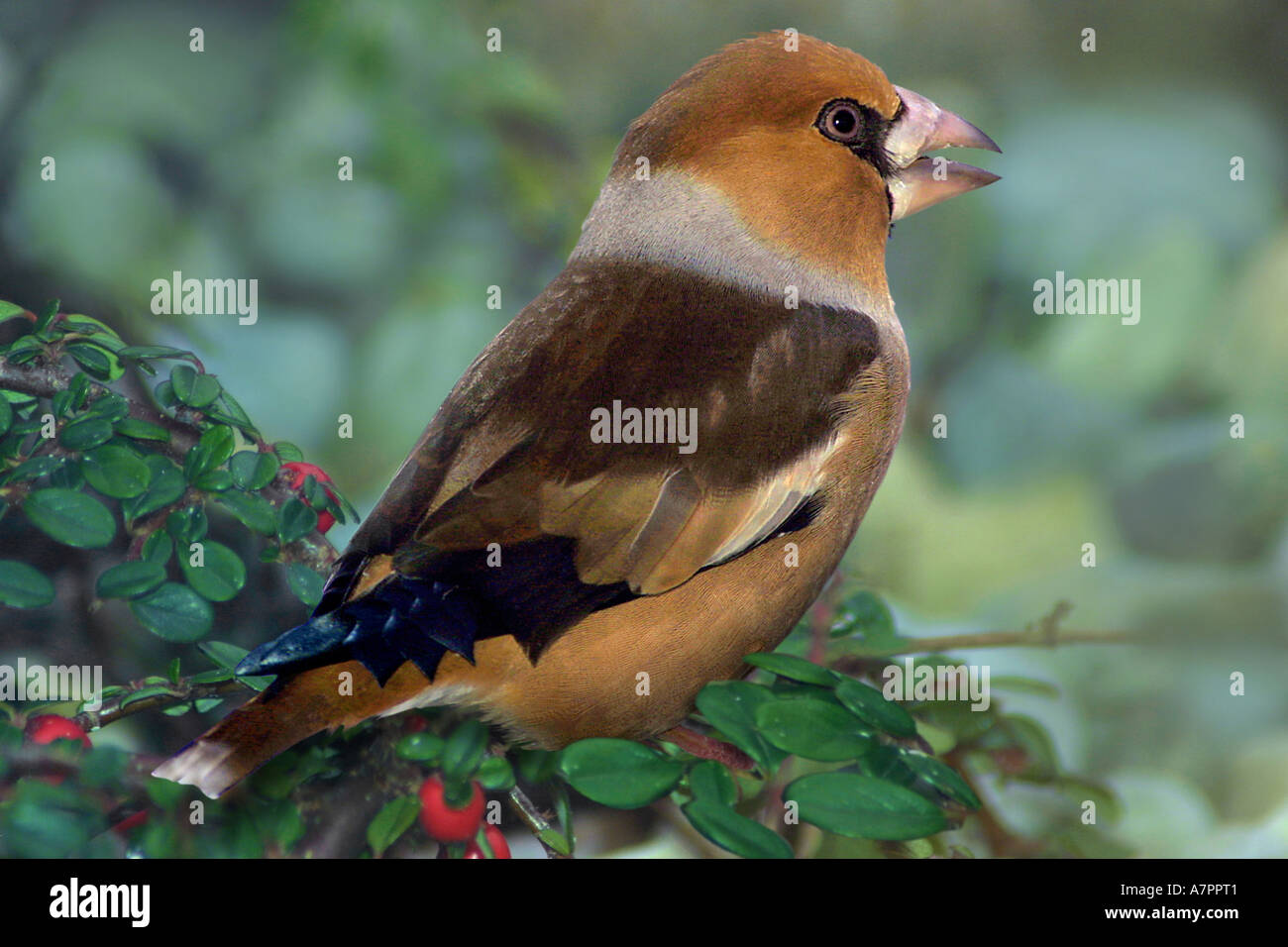 Hawfinch (Coccothraustes coccothraustes), laterale Foto Stock