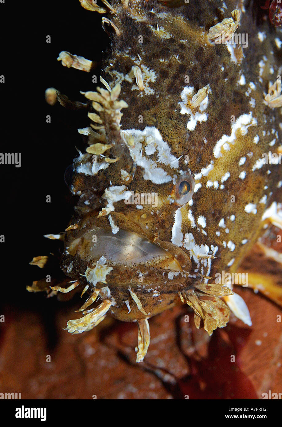 Sargassumfish (Histrio histrio), ritratto, frontale Foto Stock