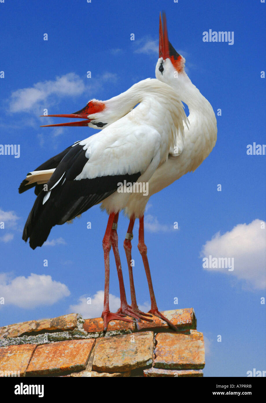 Cicogna bianca (Ciconia ciconia), in piedi su un tetto, lo sbattimento, componendo Foto Stock