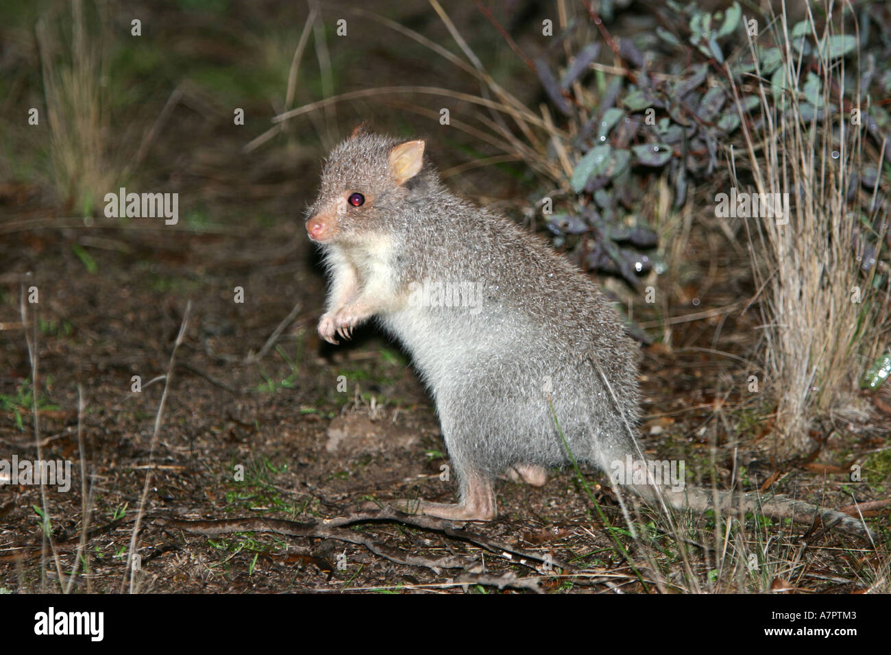 Rufous rat-kangaroo, rufous bettong (Aepyprymnus rufescens), Australia Foto Stock