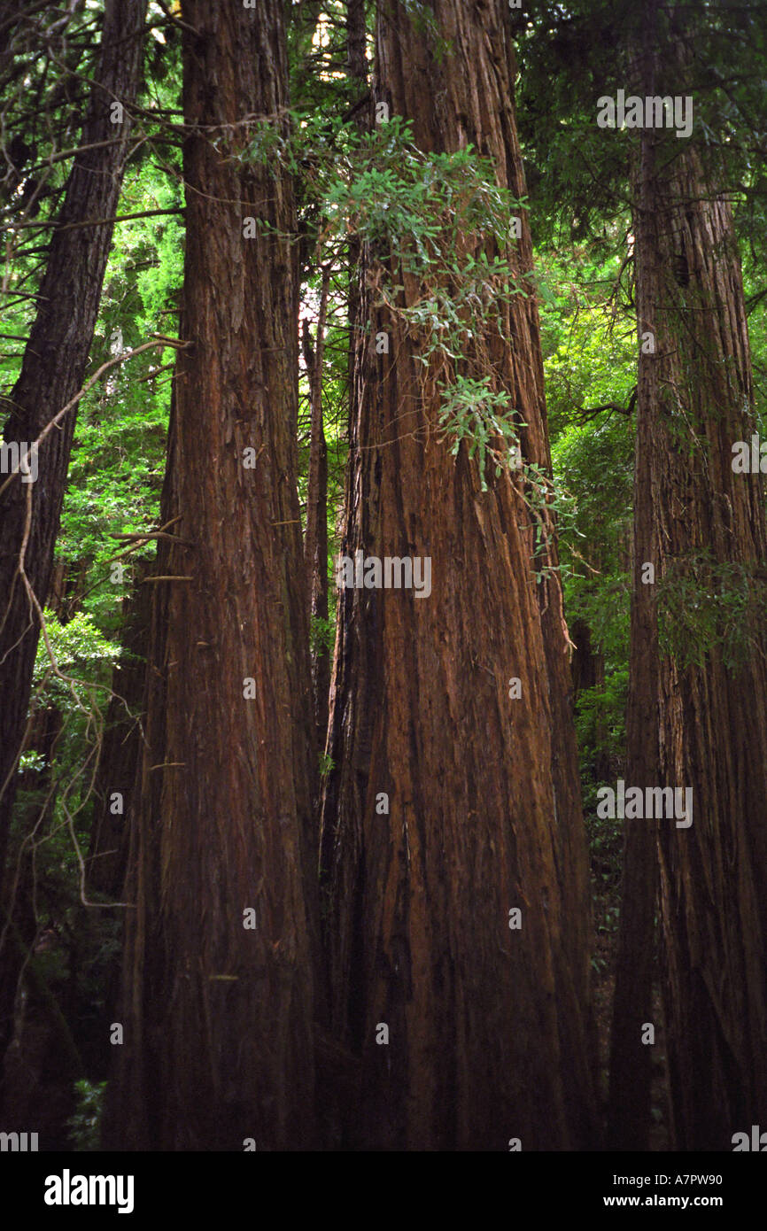 Crescita vecchio Redwoods nel Muir Woods California vicino a San Francisco Foto Stock