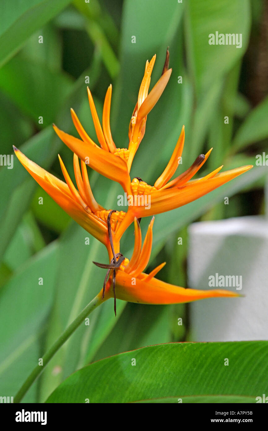 Heliconia Golden torcia. Pangkor Laut island, Malaysia. Foto Stock