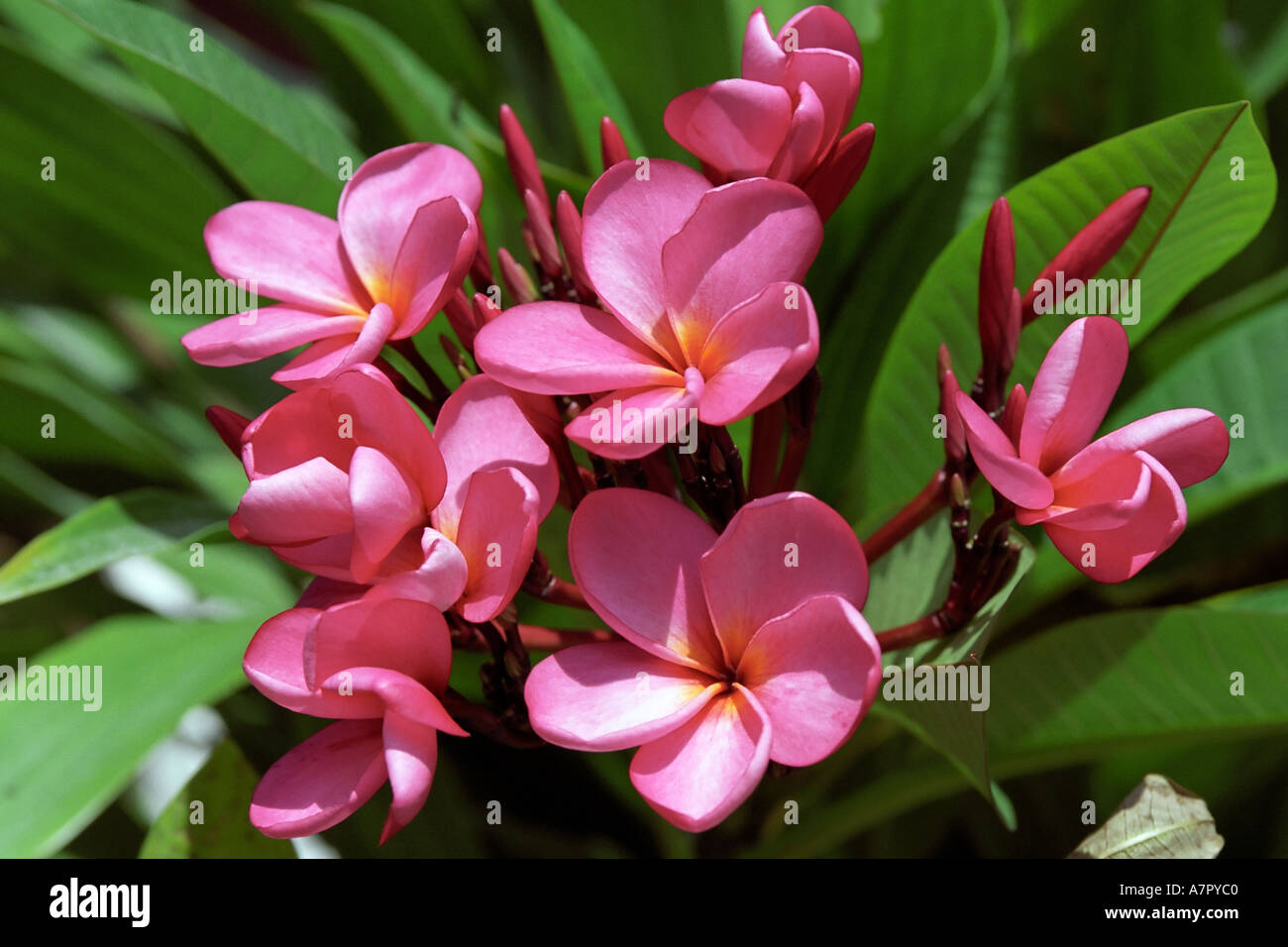 Il Frangipani in fiore. Il Bintan Island, Indonesia. Foto Stock