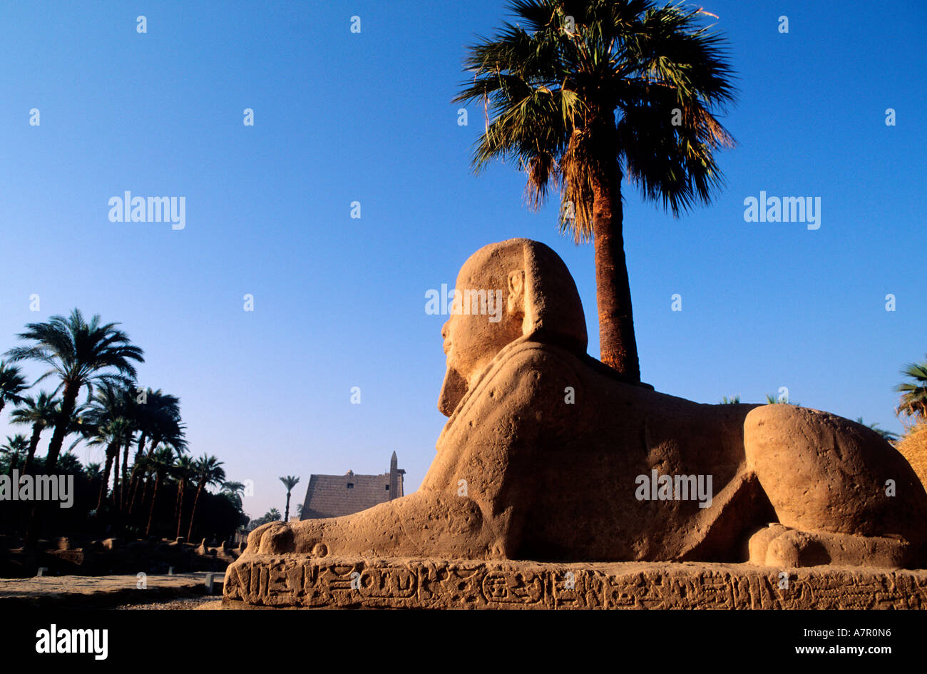 Egitto Luxor Sphinx alley davanti al tempio di Luxor Foto Stock