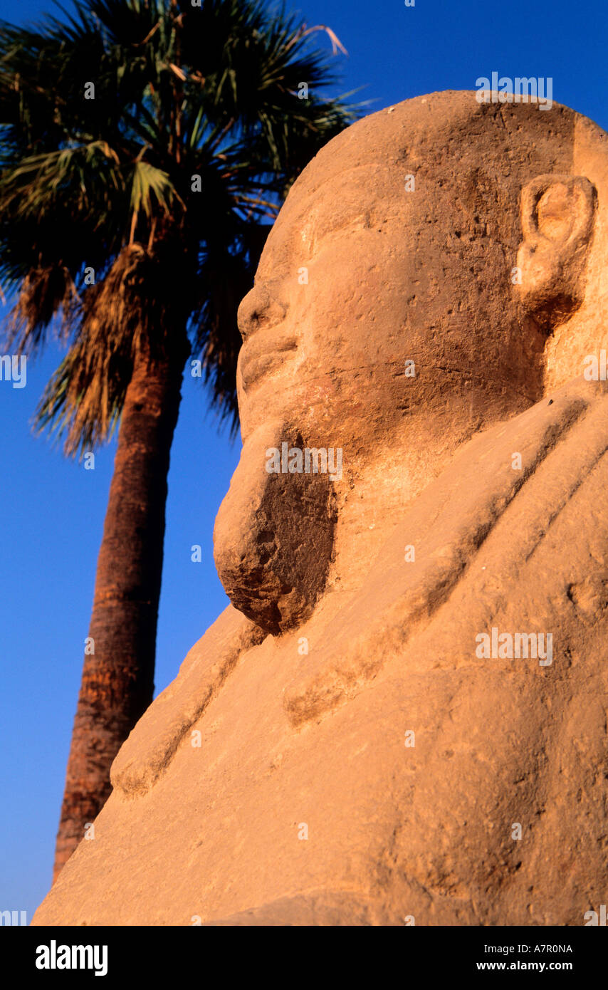 Egitto Luxor Sphinx alley davanti al tempio di Luxor Foto Stock