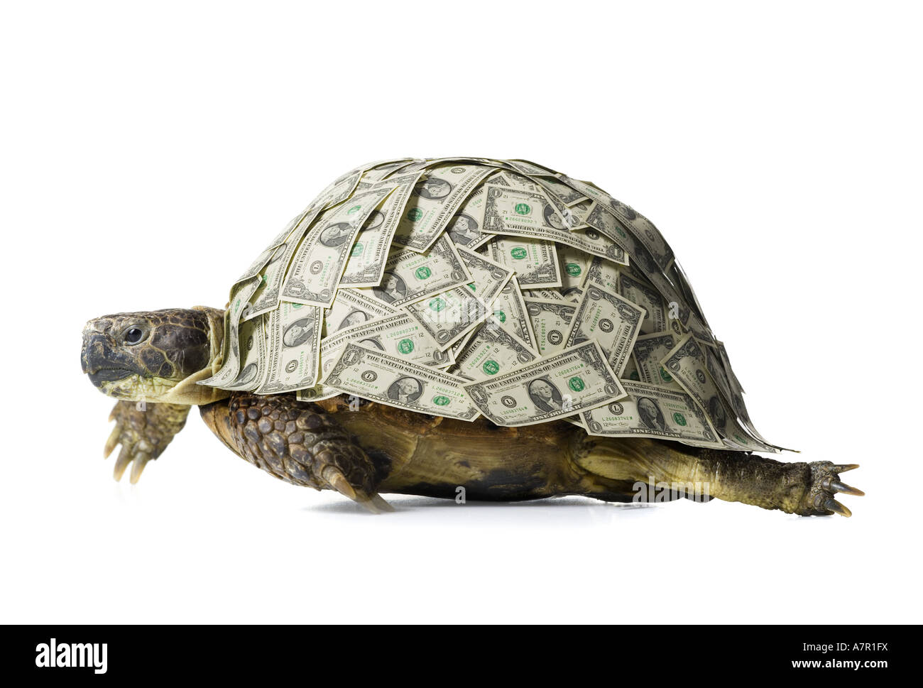 Tartaruga con noi le fatture del dollaro sulla shell Foto Stock