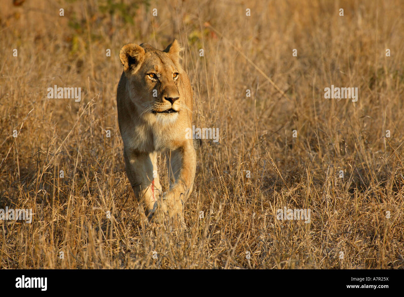 Leonessa con una ferita aperta su una zampa anteriore a camminare verso la telecamera nel lungo erba secca. Foto Stock