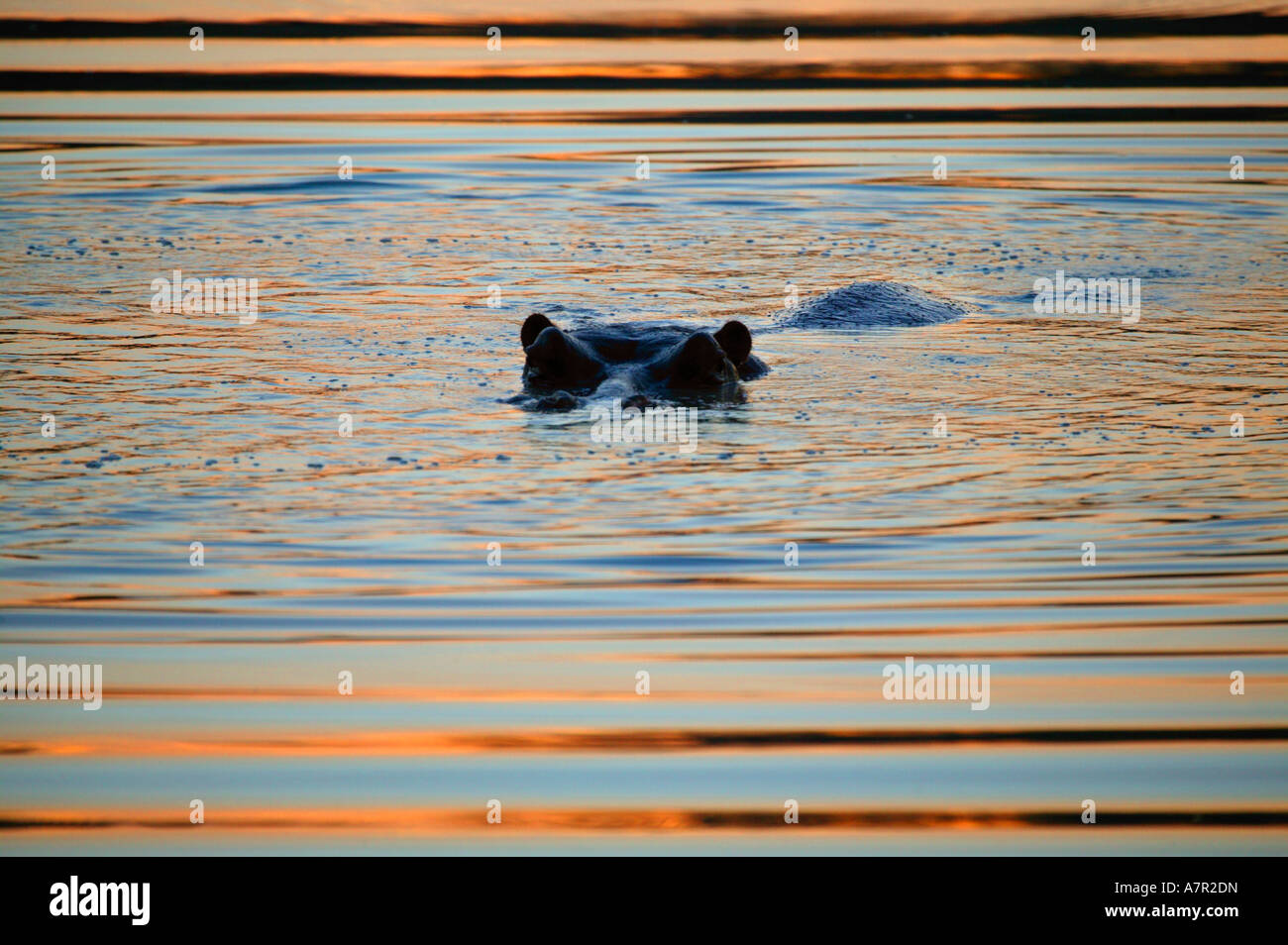 Ippopotamo provocando fluttuazioni in un waterhole come esso si muove con il colore arancione del cielo della sera riflessa fuori l'acqua Foto Stock