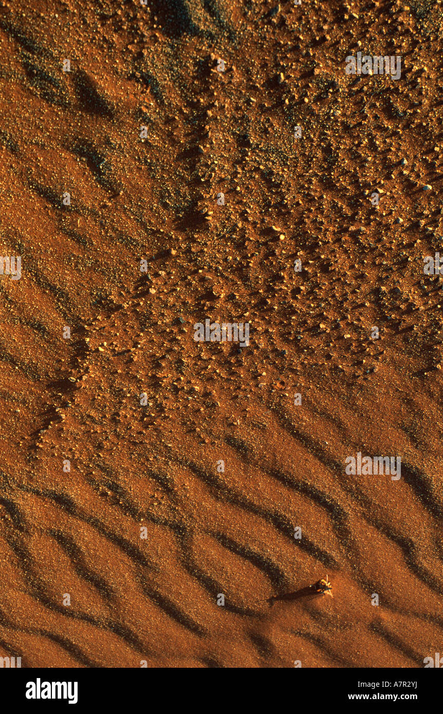 Close up delle texture e modelli nella sabbia del deserto del Namib deserto del Namib Sossusvlei Namibia Foto Stock