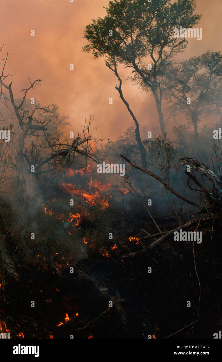 Bush fire Sabi Sand Game Reserve Mpumalanga in Sudafrica Foto Stock