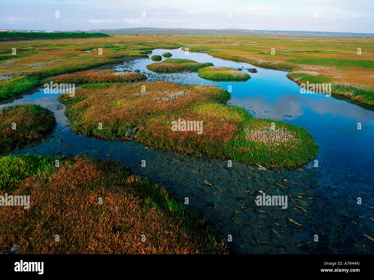 Le zone umide nella provincia del Capo occidentale del Sud Africa Foto Stock