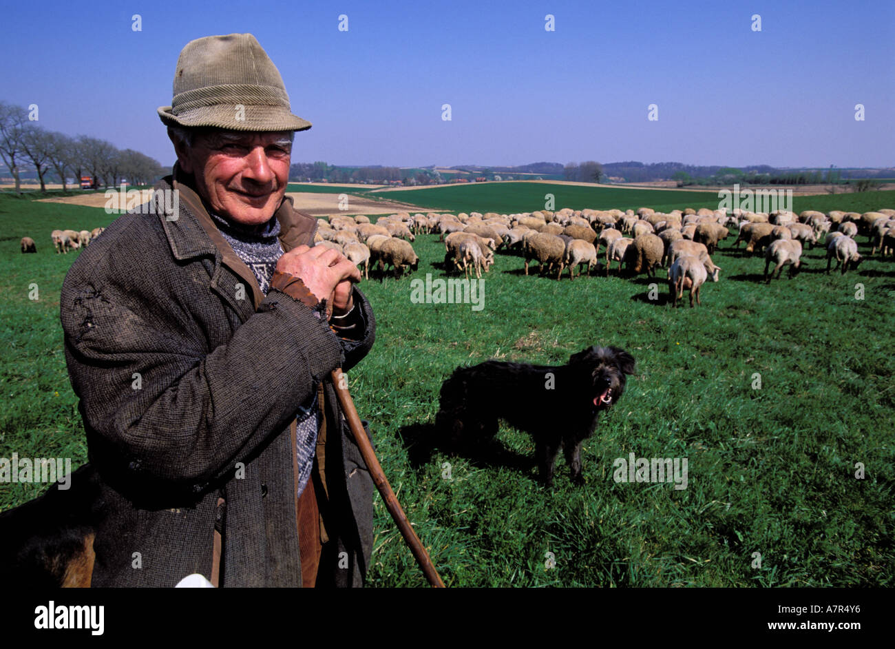 Francia, Bas Rhin, Ingolsheim, una delle ultime pastore e il suo gregge Foto Stock