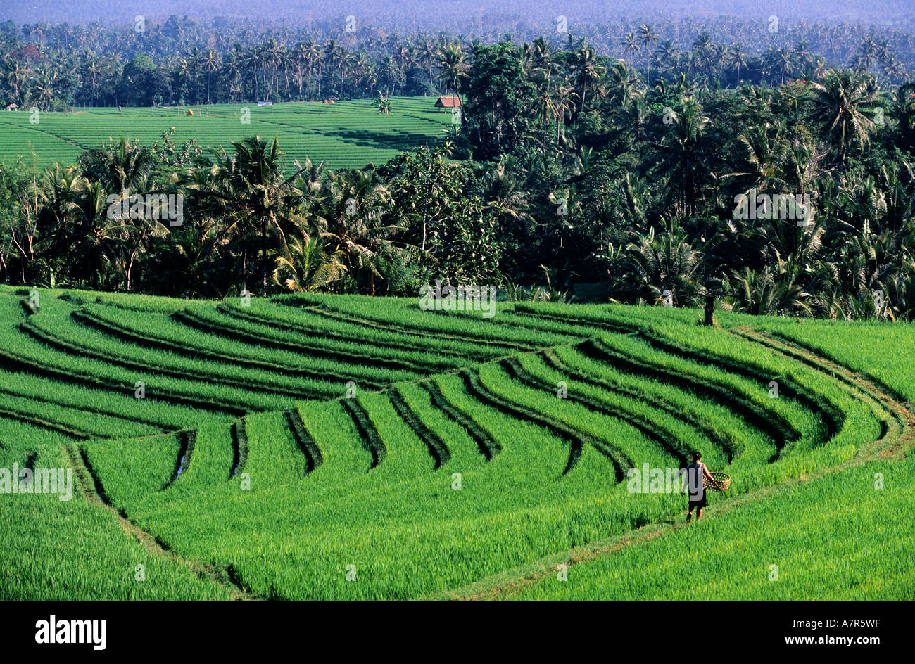 Indonésia, isola di Bali, campi di riso terrazzati trip down collina nell area Soka Foto Stock