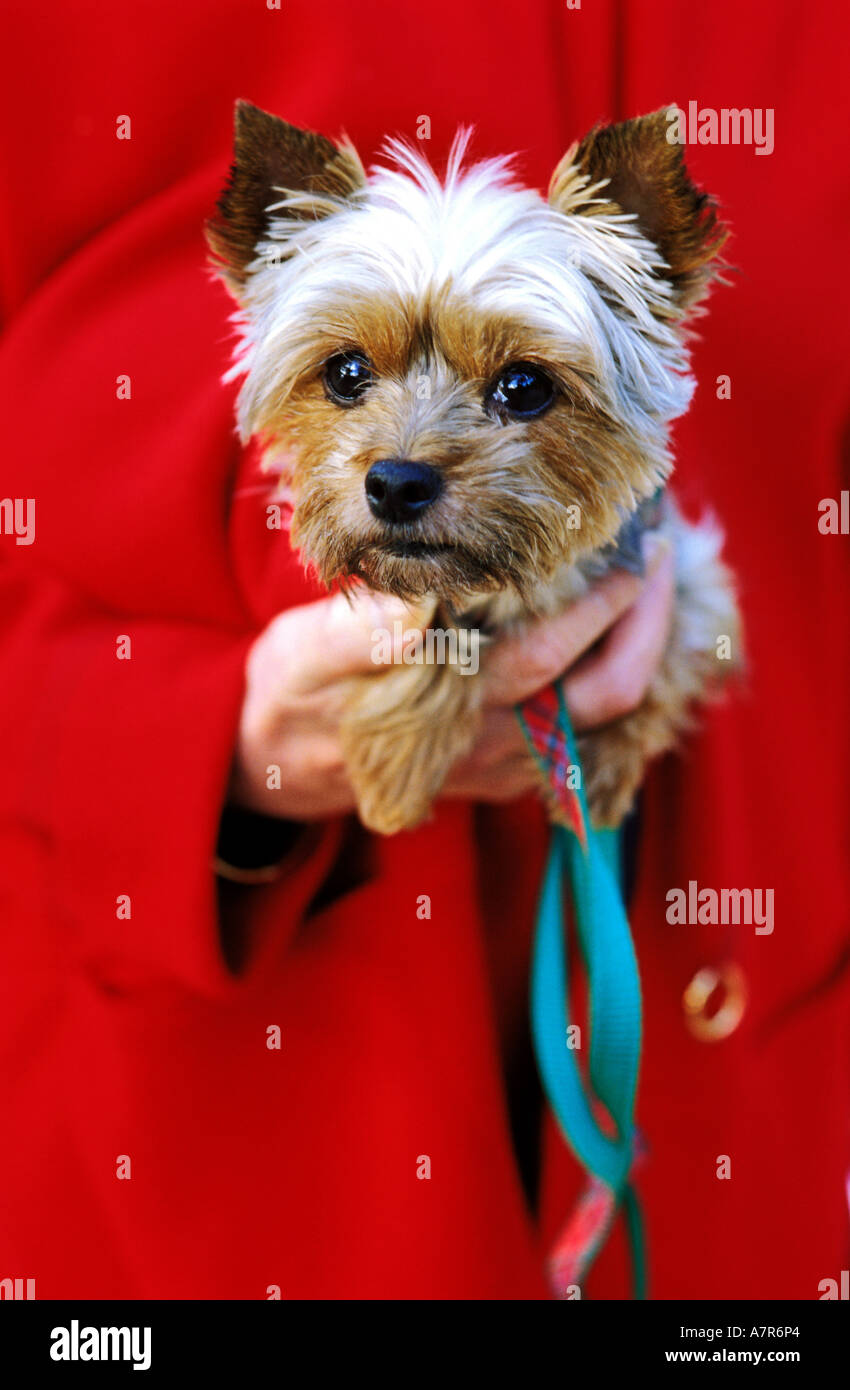 Francia, Parigi, Yorkshire Terrier Foto Stock