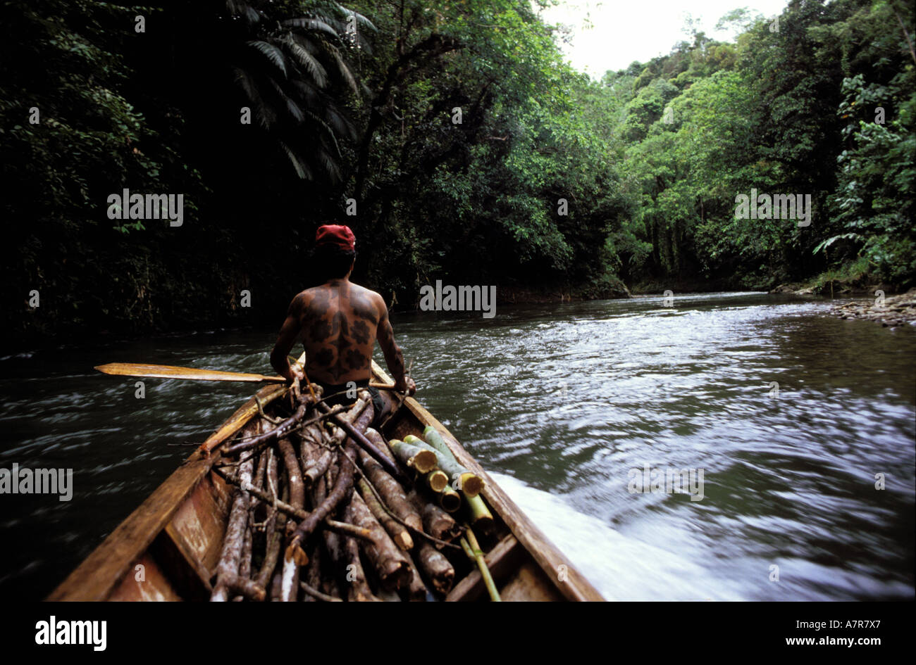 La Malesia, Borneo isola, Sarawak, Iban warrior (tribù dayak) risalendo il fiume sulla sua piroga Foto Stock