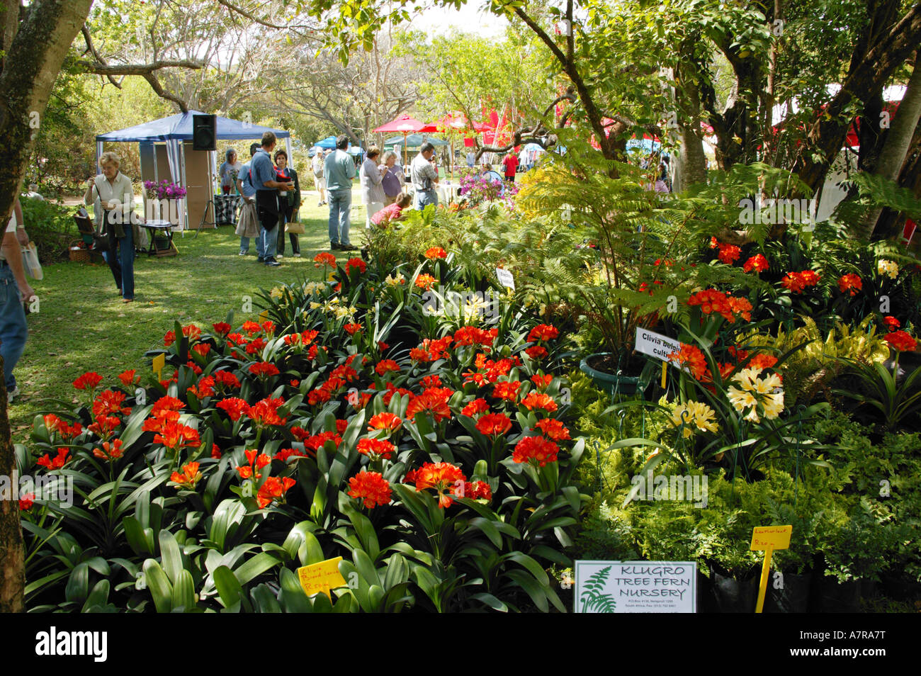 Clivias sul display durante l'annuale festival di primavera tenutosi presso la Nelspruit giardini botanici Mpumalanga in Sudafrica Foto Stock