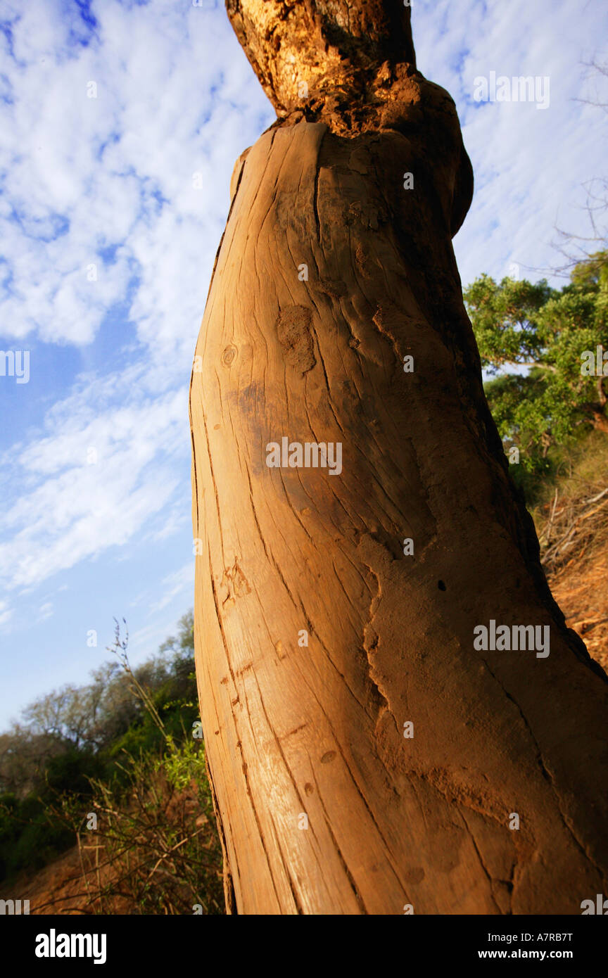 Dettaglio di un gambo di albero sfregato liscia da elefanti che vogliono rimuovere fango essiccato e parassiti Makuleke concessione Foto Stock