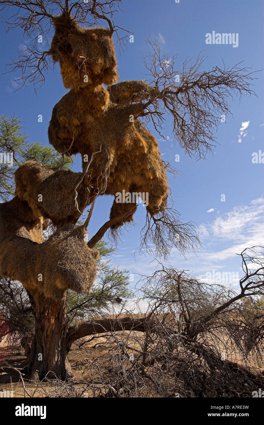 Grandi tessitori socievole nest Kgalagadi Parco transfrontaliero Northern Cape Sud Africa Foto Stock