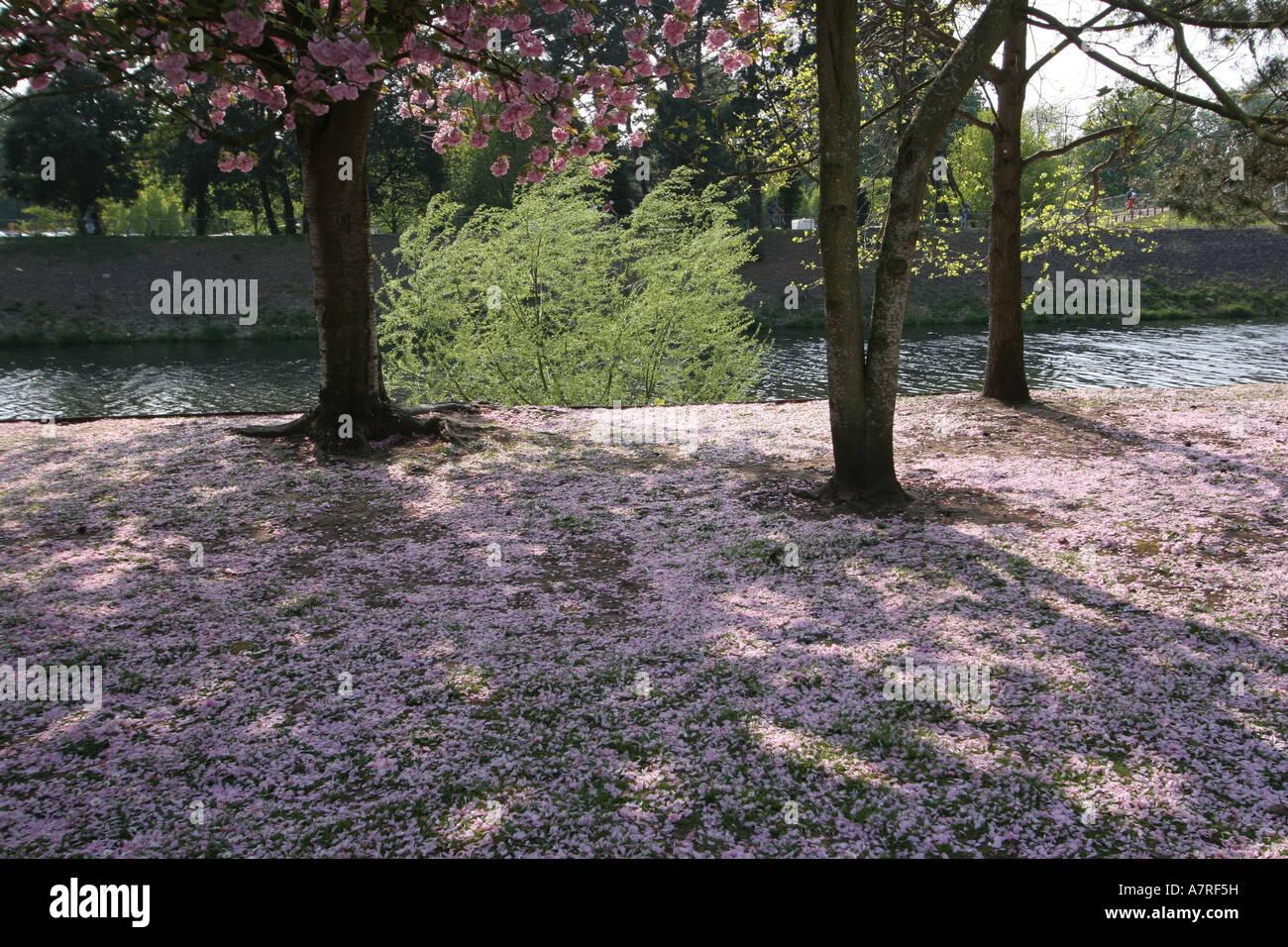 La molla Blossom Bute Park fiume Taff Cardiff Wales, Regno Unito Foto Stock