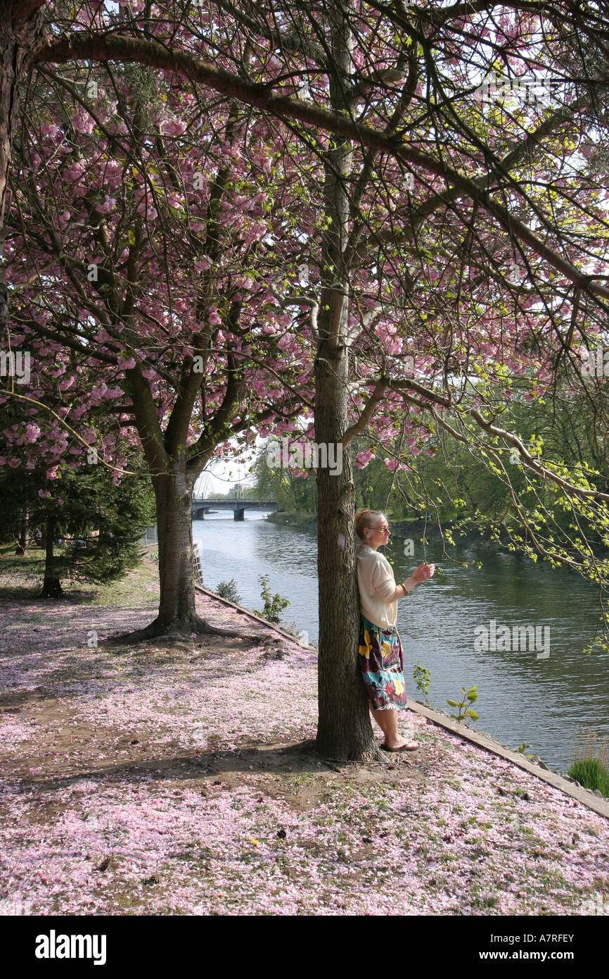 Singola Molla femmina Blossom Bute Park fiume Taff Cardiff Wales, Regno Unito Foto Stock