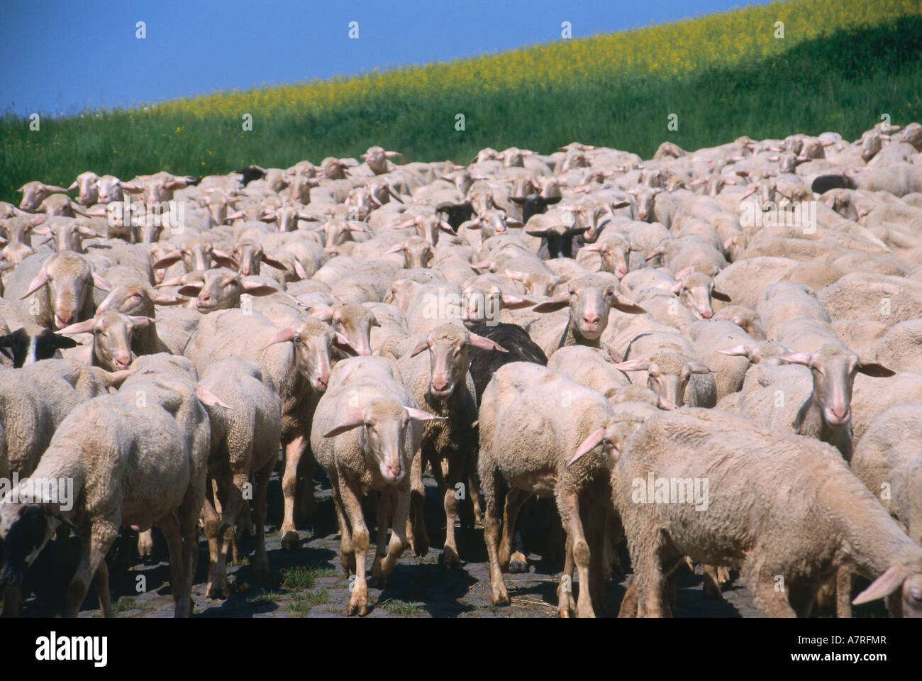 Gregge di pecore in piedi in campo Foto Stock