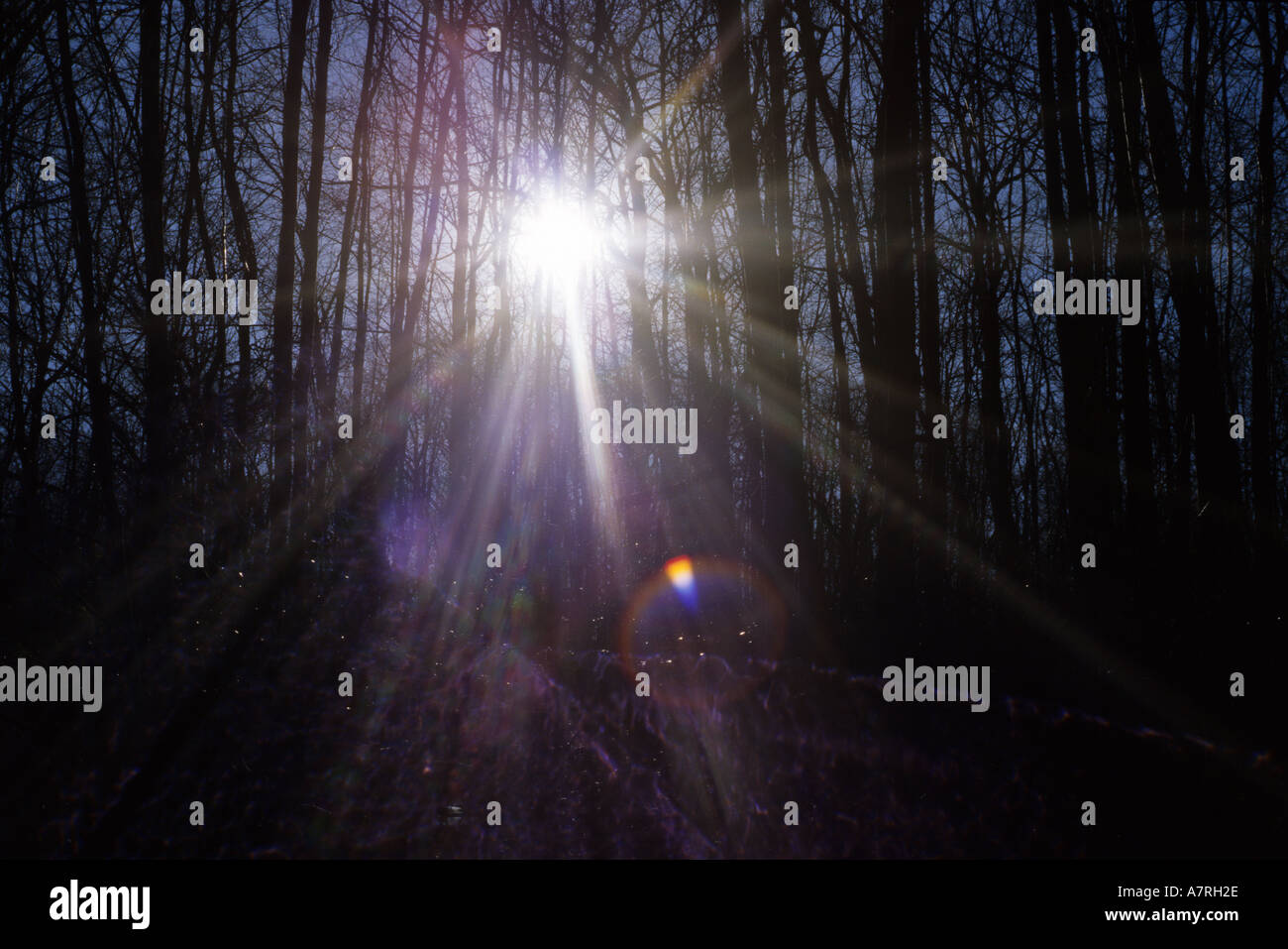 La luce del sole streaming attraverso gli alberi nei boschi formano un modello a stella Foto Stock