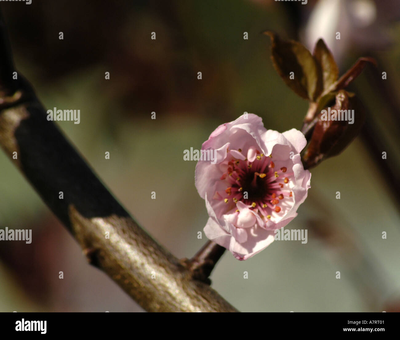 Apple Blossom in primavera Foto Stock