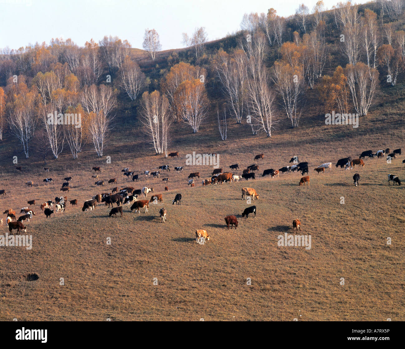 Angolo di Alta Vista della mandria di mucche in campo, Cina Foto Stock