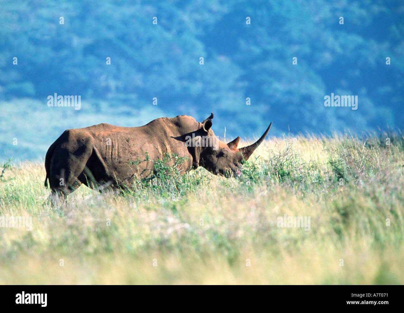 Rinoceronte bianco Bull Foto Stock